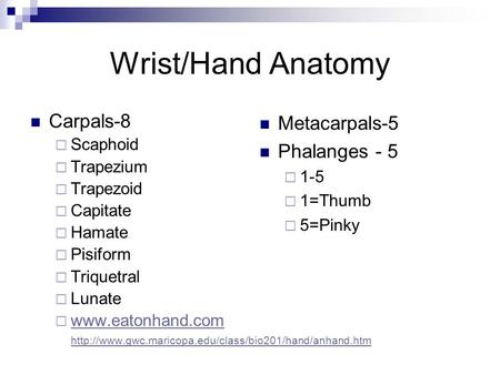 Wrist/Hand Anatomy Carpals-8 Metacarpals-5 Phalanges - 5 Scaphoid