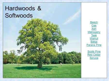 Hardwoods & Softwoods Beech Oak Ash Mahogany Teak Walnut Balsa