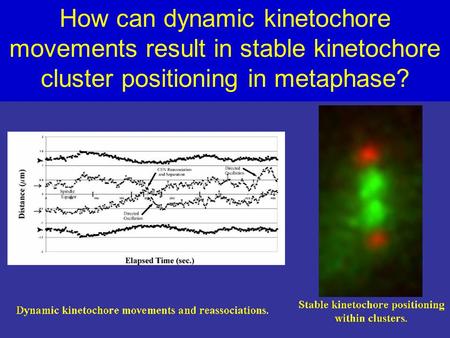 How can dynamic kinetochore movements result in stable kinetochore cluster positioning in metaphase?