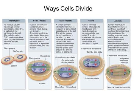 Ways Cells Divide.