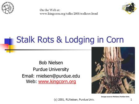 (c) 2001, RLNielsen, Purdue Univ.1 Stalk Rots & Lodging in Corn Bob Nielsen Purdue University   Web:
