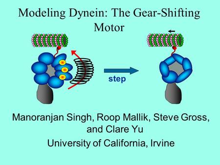 Modeling Dynein: The Gear-Shifting Motor Manoranjan Singh, Roop Mallik, Steve Gross, and Clare Yu University of California, Irvine step.