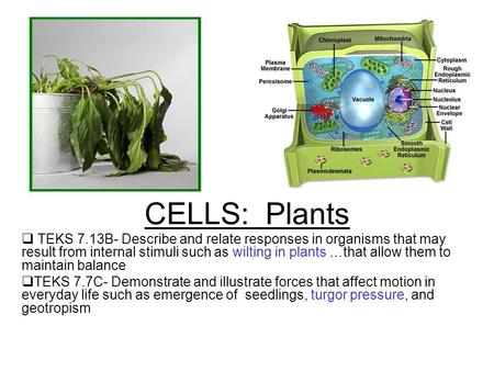 CELLS: Plants  TEKS 7.13B- Describe and relate responses in organisms that may result from internal stimuli such as wilting in plants …that allow them.