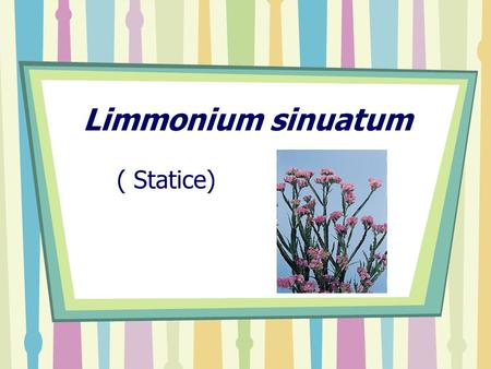 Limmonium sinuatum ( Statice). Limmonium sinuatum Famili : Plubaginaceae = Caspea Description (1) Colour of Flower  longer time until flower dried 