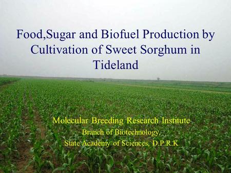 Food,Sugar and Biofuel Production by Cultivation of Sweet Sorghum in Tideland Molecular Breeding Research Institute Branch of Biotechnology, State Academy.