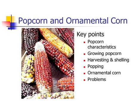 Popcorn and Ornamental Corn Key points Popcorn characteristics Growing popcorn Harvesting & shelling Popping Ornamental corn Problems.