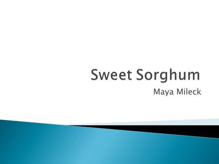Maya Mileck.  What is sweet sorghum  Potential as a biofuel  Transformation with bombardment  My project.