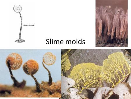 Slime molds. Five phyla of organisms (we will discuss two) that are not in the Kingdom Fungi, but Kingdom Protoctista Vegetative thallus – – lacks a cell.