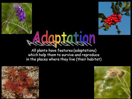 All plants have features (adaptations) which help them to survive and reproduce in the places where they live (their habitat)