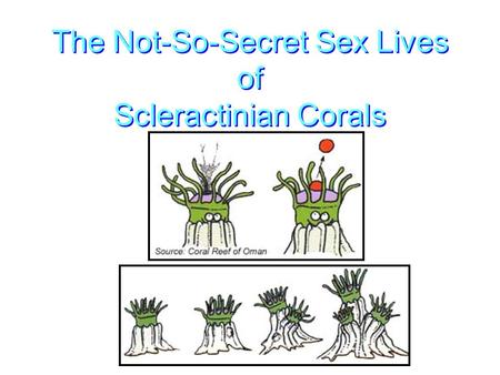 The Not-So-Secret Sex Lives of Scleractinian Corals.