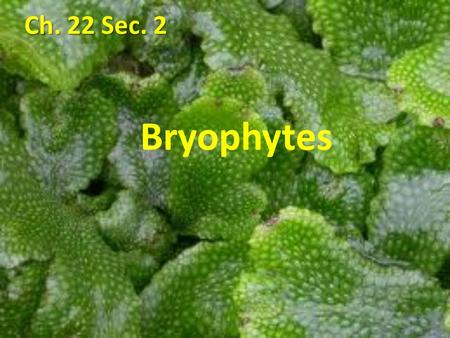 Ch. 22 Sec. 2 Bryophytes.