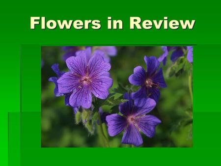 Flowers in Review.