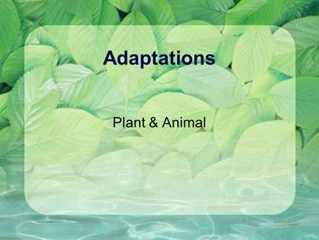 Adaptations Plant & Animal. Definition Characteristics that give an organism a better chance of survival. Special traits that help living organisms survive.