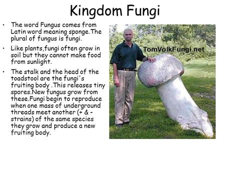 Kingdom Fungi The word Fungus comes from Latin word meaning sponge.The plural of fungus is fungi. Like plants,fungi often grow in soil but they cannot.