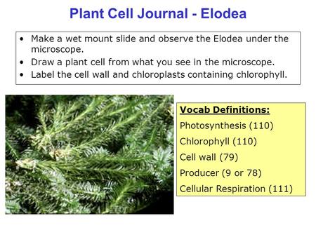 Plant Cell Journal - Elodea