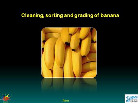 Cleaning, sorting and grading of banana