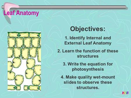 Leaf Anatomy Objectives: