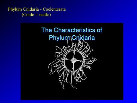 Phylum Cnidaria - Coelenterata (Cnido = nettle). Jellyfish - not real fish.