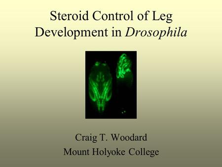 Steroid Control of Leg Development in Drosophila Craig T. Woodard Mount Holyoke College.