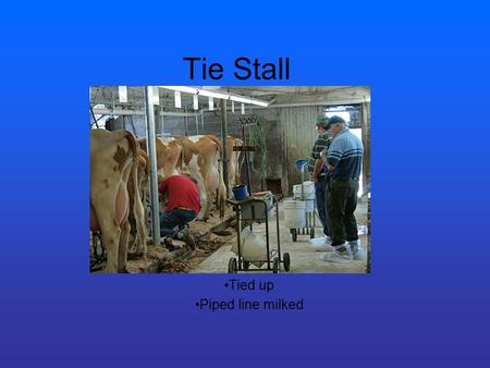 Tie Stall Tied up Piped line milked. Stanchion barn Like the tie stall More room to roam (no neck chains)