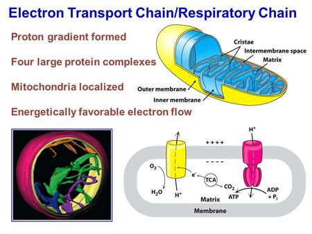 Electron Transport Chain/Respiratory Chain Proton gradient formed Four large protein complexes Mitochondria localized Energetically favorable electron.