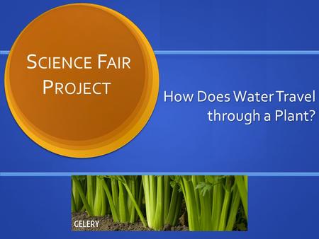 How Does Water Travel through a Plant? S CIENCE F AIR P ROJECT.