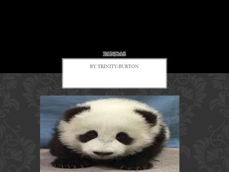 BY TRINITY-BURTON. Pandas have black circles around there eyes. They have black ears. They also have five sharp nails and they have a few sharp teeth.