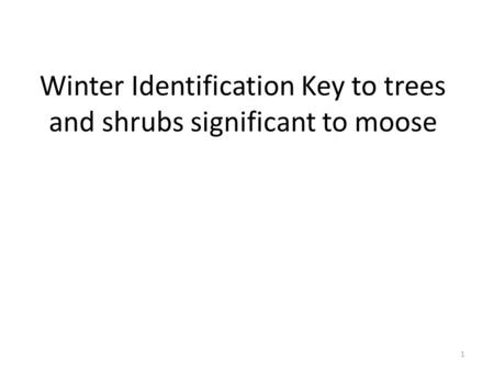 Winter Identification Key to trees and shrubs significant to moose 1.