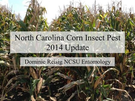 North Carolina Corn Insect Pest 2014 Update Dominic Reisig NCSU Entomology.
