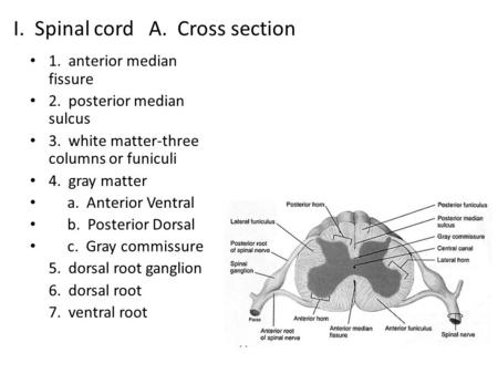 I. Spinal cord A. Cross section