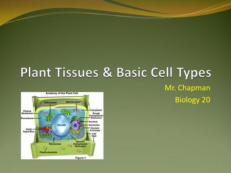 Plant Tissues & Basic Cell Types