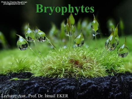 Bryophytes Lecturer: Asst. Prof. Dr. İsmail EKER.