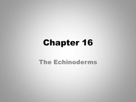 Chapter 16 The Echinoderms.