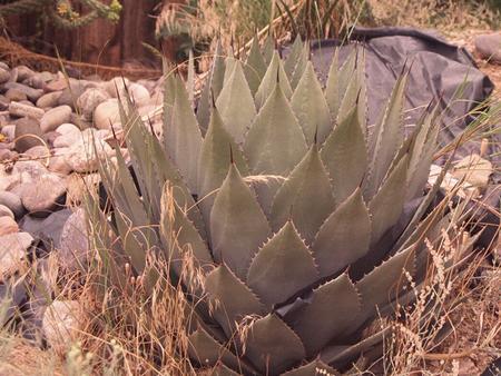 Desert Agave Agave deserti Prokaryote No Nuclei in Cells Single Celled Cell Wall Present Heterotroph Sessile Asexual Reproduction Eukaryote Nuclei in.