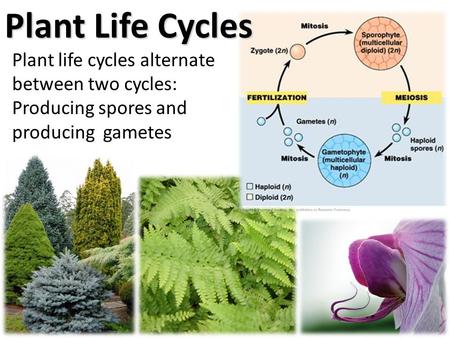 Plant Life Cycles Plant life cycles alternate between two cycles: Producing spores and producing gametes.