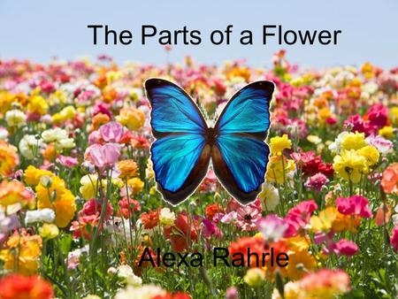 The Parts of a Flower Alexa Rahrle. Now, each part of a flower has it’s own function! Let’s see what each part does!