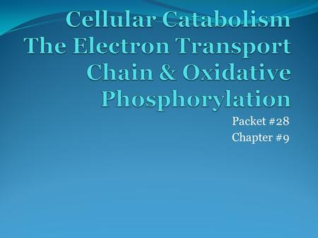 Packet #28 Chapter #9. Summary Thus Far… At the end of the Krebs Cycle, and before the cell makes more ATP at the electron transport chain, produced so.