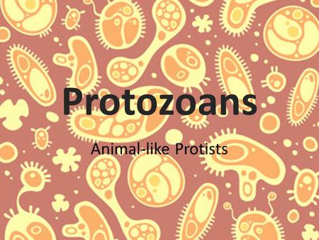 Protozoans Animal-like Protists.