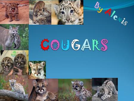 By AlexisBy Alexis. Habitat. The cougar has many habitats. One of them is the deciduous rain forest. They also live in the swamps of Florida all the way.