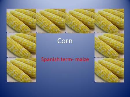 Corn Spanish term- maize. The plant A leafy stalk that produces ears which contain the grain.