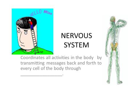 NERVOUS SYSTEM Coordinates all activities in the body by transmitting messages back and forth to every cell of the body through _________________.