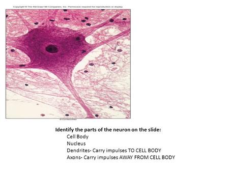 Identify the parts of the neuron on the slide: Cell Body Nucleus Dendrites- Carry impulses TO CELL BODY Axons- Carry impulses AWAY FROM CELL BODY.