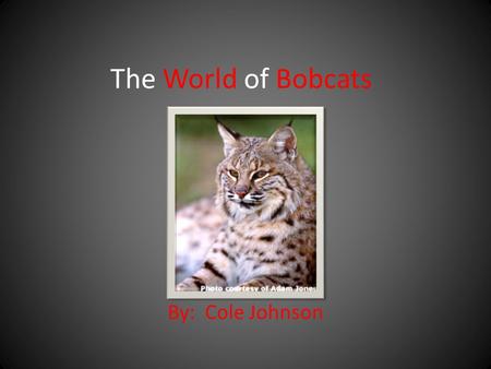 The World of Bobcats By: Cole Johnson. What do bobcats look like? A bobcats’ fur is short. It is yellowish or reddish brown with black spots. It has a.