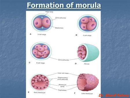 Formation of morula Dr. Sherif Fahmy.