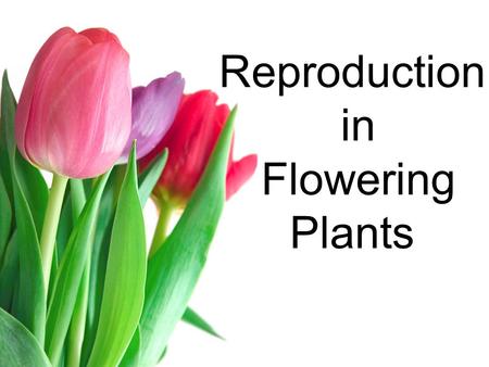 Reproduction in Flowering Plants. Principle Parts of Flowers Reproductive organs are in structures called Flowers Many Flowers contain male and female.