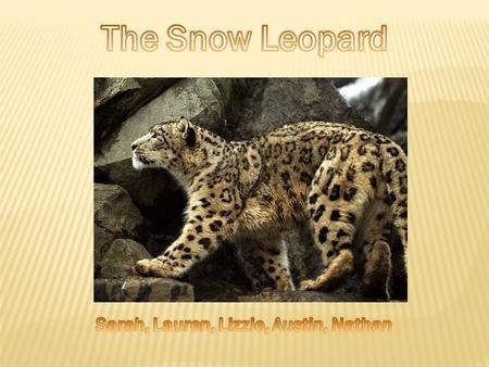 Snow leopards weigh 77 to 100 pounds and they can live 22 years. Their size in length is 6 to 7.5 feet.