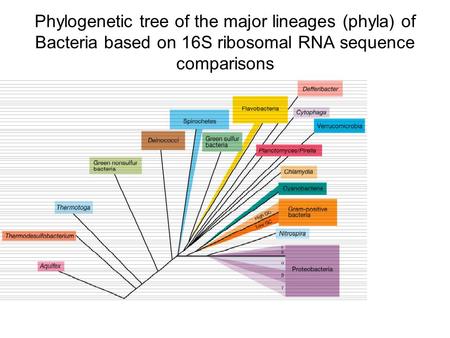 Phylogenetic tree of the major lineages (phyla) of Bacteria based on 16S ribosomal RNA sequence comparisons.