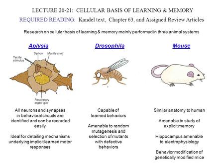 LECTURE 20-21: CELLULAR BASIS OF LEARNING & MEMORY REQUIRED READING: Kandel text, Chapter 63, and Assigned Review Articles Research on cellular basis of.
