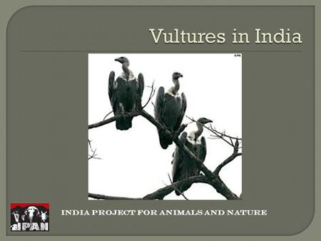 INDIA PROJECT FOR ANIMALS AND NATURE.  The Indian Vulture species have suffered a 99%–97% population decrease in Pakistan and India  The cause of this.