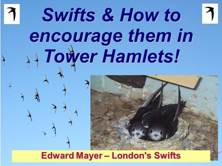 Swifts & How to encourage them in Tower Hamlets! Edward Mayer – London's Swifts.